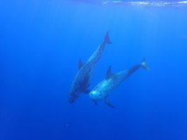 Nos prestations sur le secteur de Tahiti